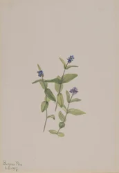 Veronica wormskjoldii