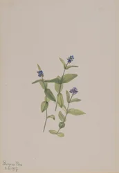 Veronica wormskjoldii, 1917