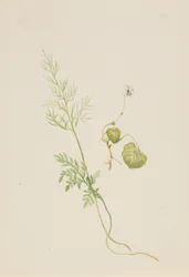 Sumpfveilchen