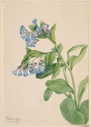 Virginia-Blauglöckchen (Mertensia virginica)