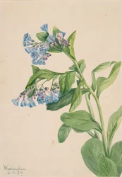 Virginia Bluebells Mertensia virginica