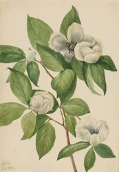 Virginia Stewartia Stewartia malachodendron, 1925