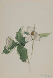 Waldlilie (Trillium grandiflorum)
