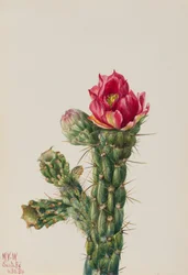 Wandelstock-Cholla (Opuntia imbricata), 1934