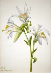 Washington-Lilie Lilium washingtonianum