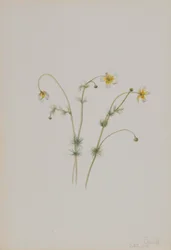 Wasser-Hahnenfuß (Batrachium trichophyllum)