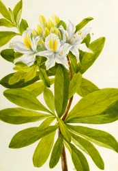 Westliche Azalee (Rhododendron occidentale), n.d.