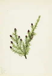 Westliche Hemlocktanne (Tsuga heterophylla)