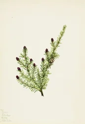 Westliche Hemlocktanne Tsuga heterophylla