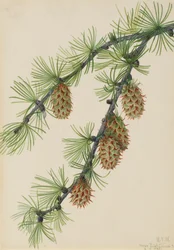 Westliche Lärche, 1923