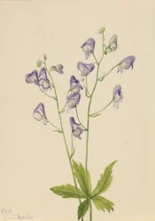 Westlicher Eisenhut (Aconitum columbianum)