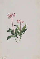 Westliche Pipsissewa (Chimaphila umbellata)