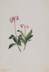 Westliche Pipsissewa Chimaphila umbellata, 1902