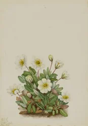 Weiße Dryade (Dryas octopetala)