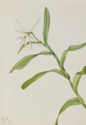 Weißes Epidendrum (Epidendrum nocturnum)