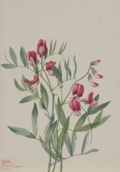 Wilde Erbse Lathyrus decaphyllus, 1938