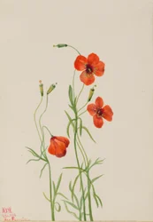 Windmohn (Stylomecon heterophylla)