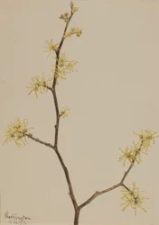 Zaubernuss Hamamelis virginiana, 1917