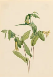Holz-Merrybells Uvularia perfoliata, n.d.