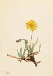 Wollige Agoseris Agoseris villosa, 1919