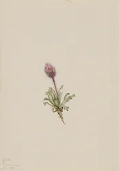 Wolliges Berufkraut Erigeron lanatus, 1921