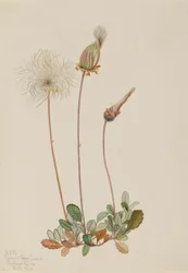 Gelbe Dryade (Frucht) (Dryas drummondii)