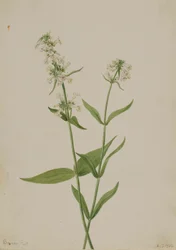 Gelber Bartfaden (Pentstemon confertus)