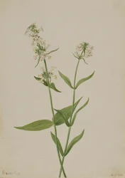 Gelber Bartfaden Pentstemon confertus, 1904