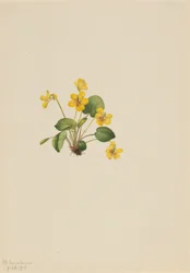 Gelbes Veilchen Viola orbiculata