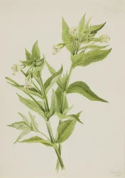 Gelbes Weidenröschen Epilobium lutem