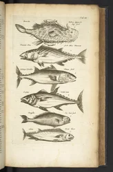 Tafel III, Thunfische, Illustration aus 