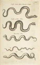 Tafel II, Schlangen, Illustration aus 