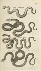 Tafel V, Schlangen, Illustration aus 