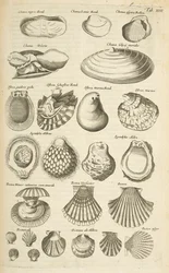 Tab XIIII, Verschiedene Muscheln, Illustration aus 