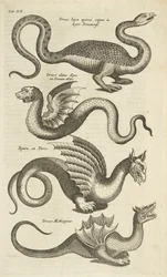 Tafel XII, Fabelwesen, Drachen, Illustration aus „Historiæ naturalis de quadrupedibus“