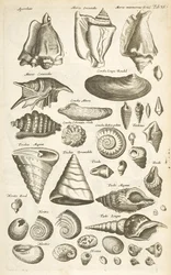 Tafel XI, Verschiedene Muscheln, Illustration aus 