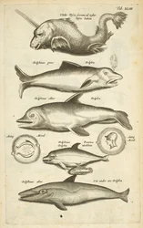 Tafel XLIII, Delfine, Illustration aus 