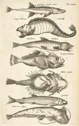 Tafel XLVII, Fischarten, Illustration aus 