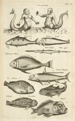 Tafel XL, Anthropomorphos; Meerjungfrau; Meermann; Tropische Fische, Illustration aus 