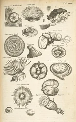 Tafel XVIII, Meeresleben, Illustration aus 