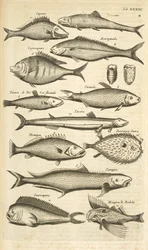 Tafel XXXIII, Stachelige Fische, Illustration aus 