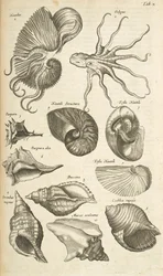 Tafel X, Oktopus und Nautilus-Schalen, Illustration aus 