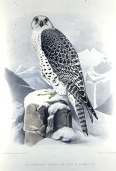 Isländischer Falke, aus 