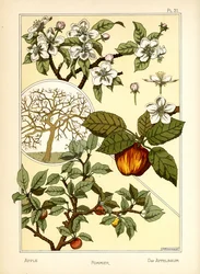 Der Apfelbaum