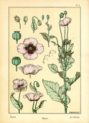 Der Mohn
