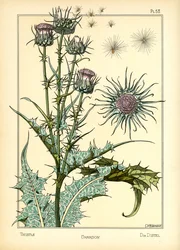 Die Distel