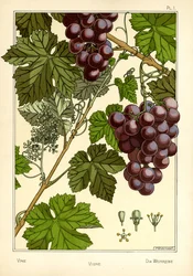 Der Weinstock