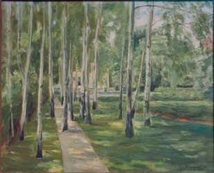 Die Birkenallee im Wannseegarten nach Westen