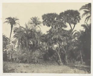Dattel- und Doumpalmenwald, Oberägypten