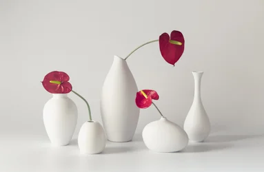 Ruhiges Anthurien-Arrangement